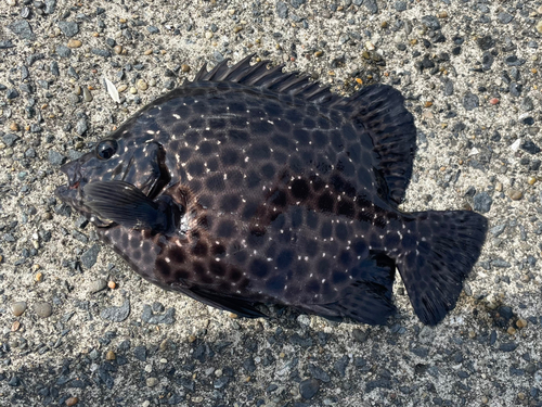 イシガキダイの釣果