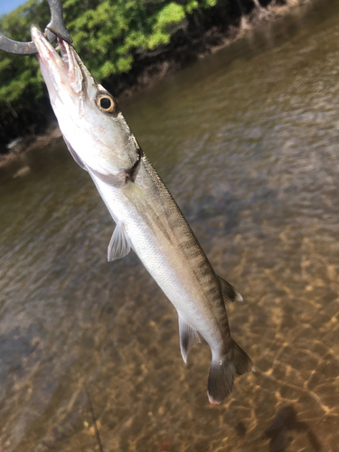 オニカマスの釣果