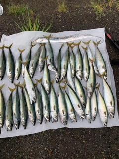 サバの釣果