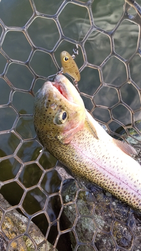 ニジマスの釣果