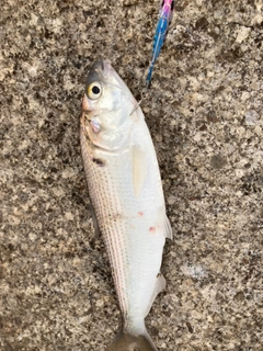 コノシロの釣果