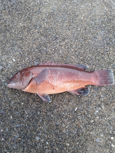 コブダイの釣果