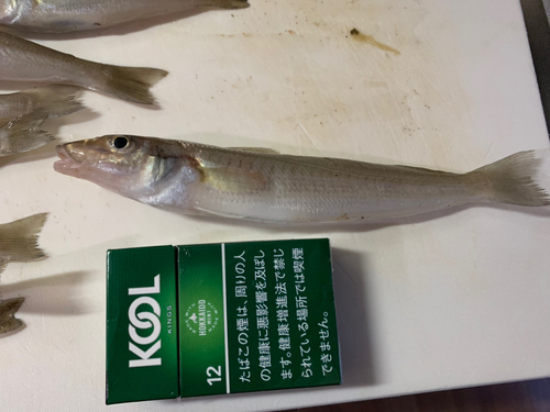 キスの釣果