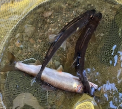 アユの釣果