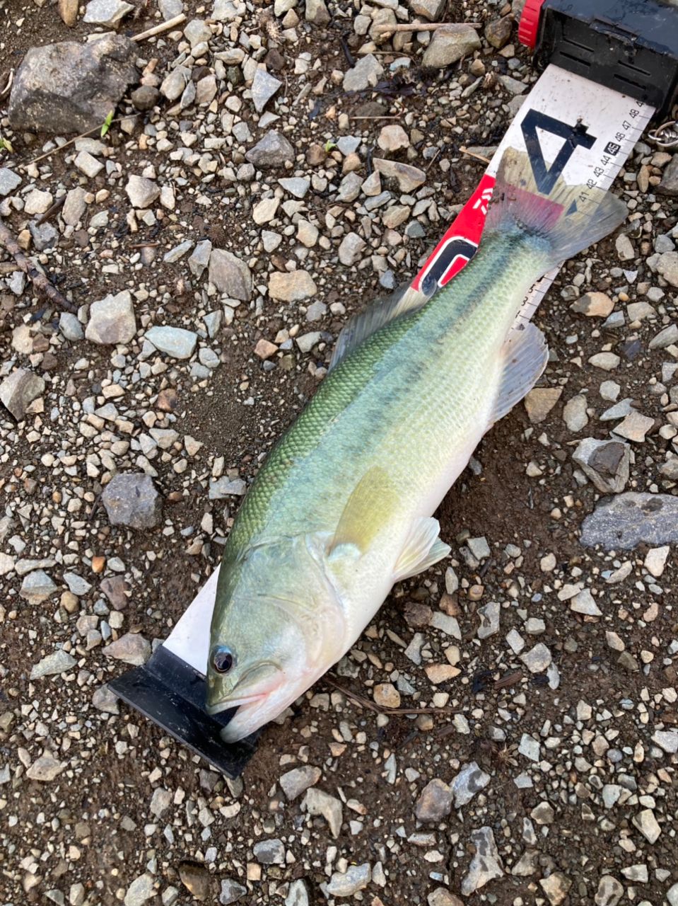 ラージマウスバス