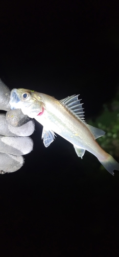 セイゴ（マルスズキ）の釣果