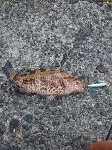 オオモンハタの釣果