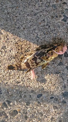 タケノコメバルの釣果