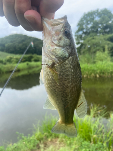 ブラックバスの釣果