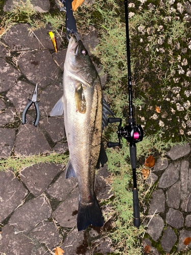 シーバスの釣果