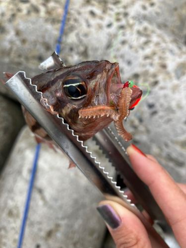 オオスジイシモチの釣果