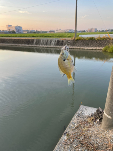 ブルーギルの釣果