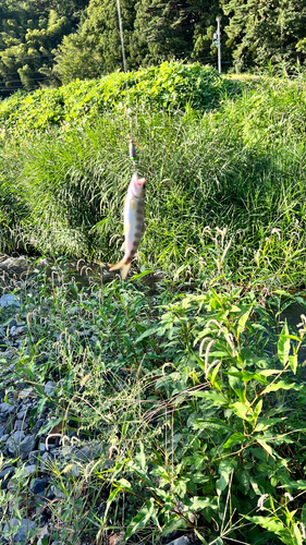 ヤマメの釣果