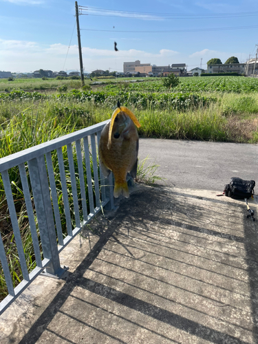 釣果