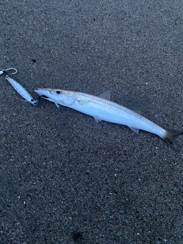 カマスの釣果