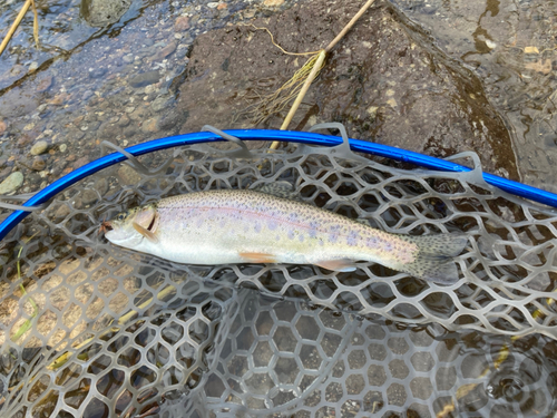 ニジマスの釣果