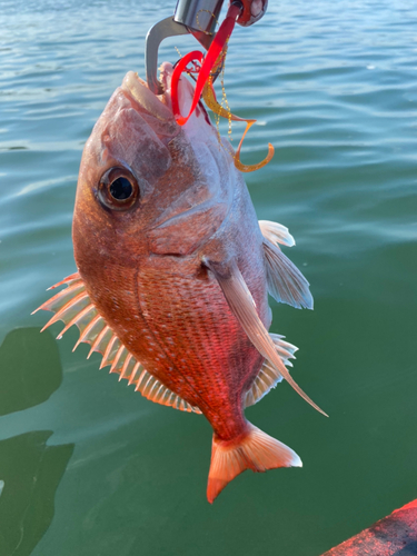 マダイの釣果