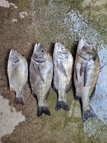 チヌの釣果