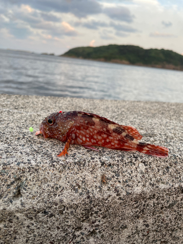 カサゴの釣果