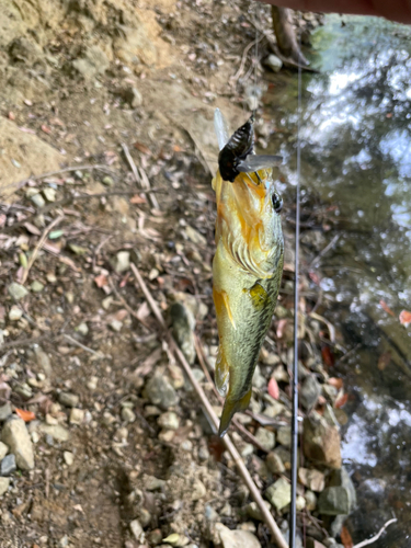 ラージマウスバスの釣果