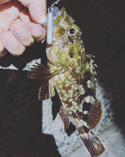 カサゴの釣果