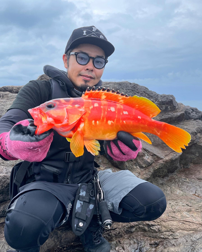 アカハタの釣果