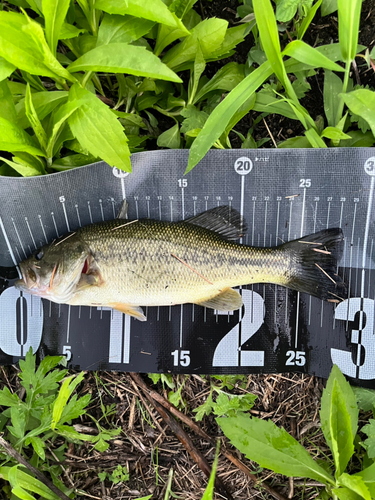 ブラックバスの釣果