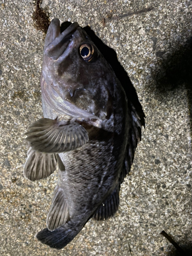 ソイの釣果