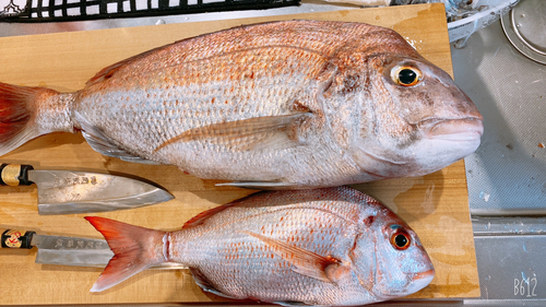 マダイの釣果