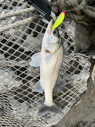 シーバスの釣果