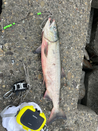 シロザケの釣果