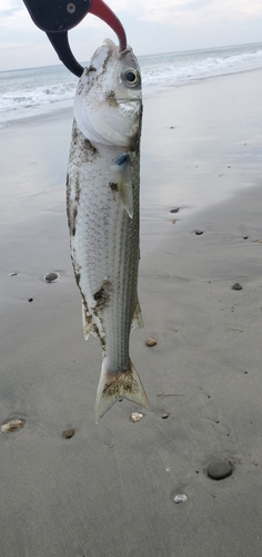 ボラの釣果