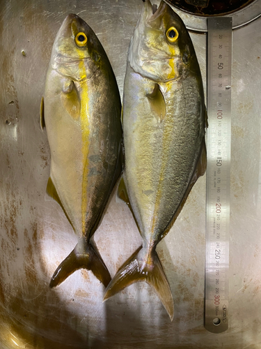 ショゴの釣果