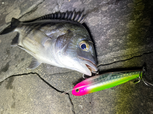 クロダイの釣果