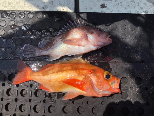 ウスメバルの釣果