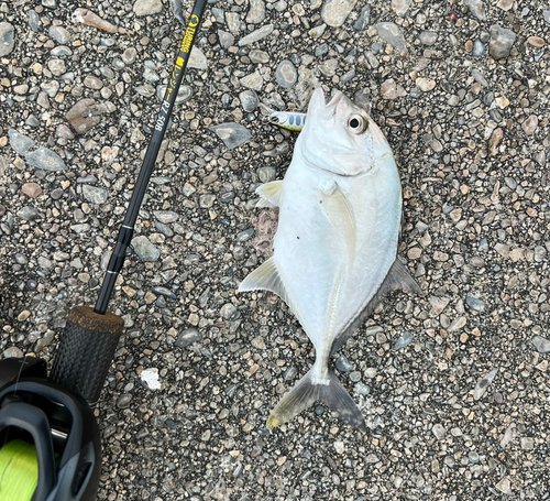 メッキの釣果