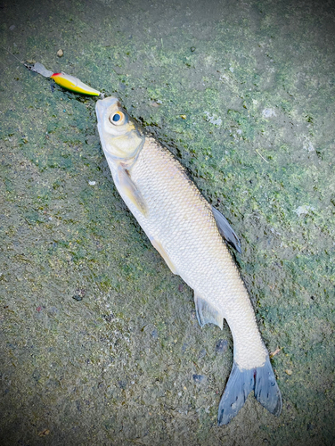 ワタカの釣果