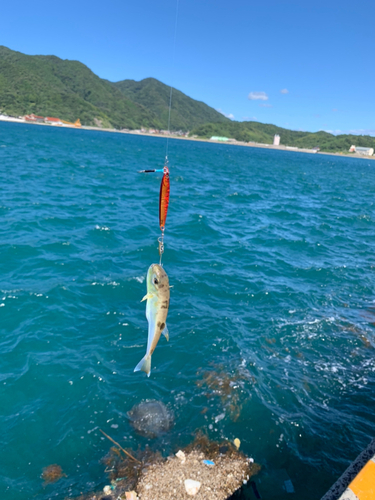 フグの釣果