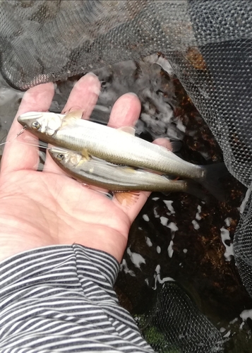 アユの釣果