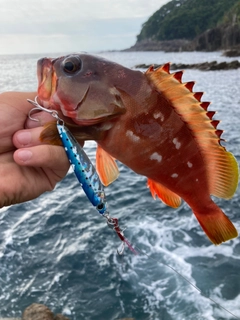 アカハタの釣果