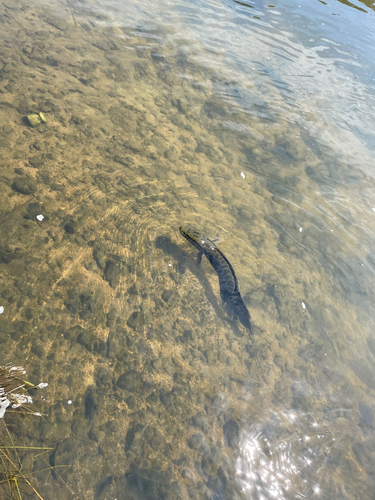 ライギョの釣果