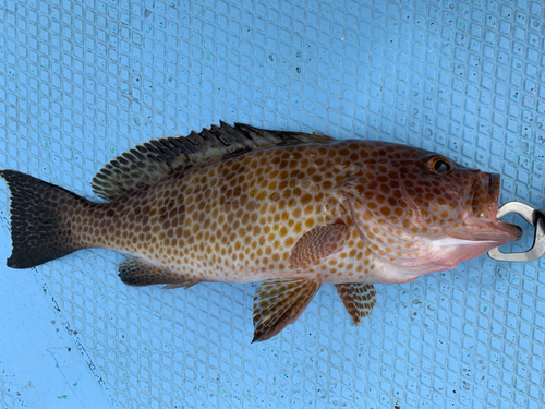 オオモンハタの釣果