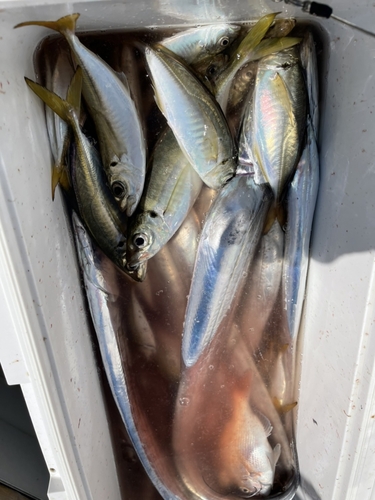 タチウオの釣果