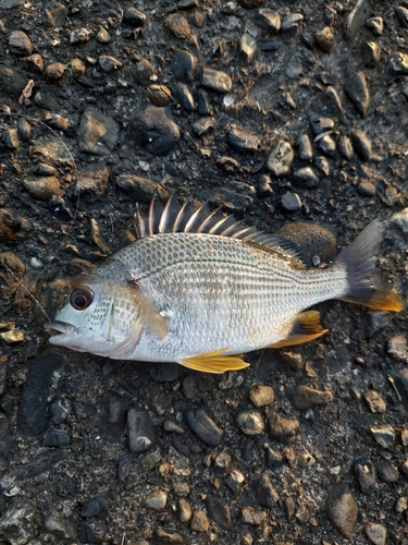 キビレの釣果