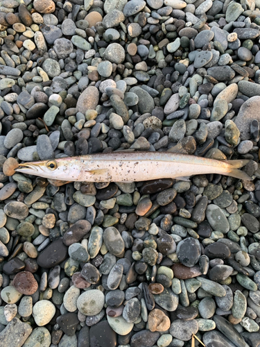 カマスの釣果