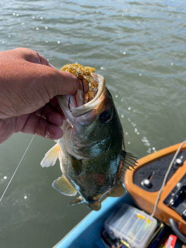 ブラックバスの釣果