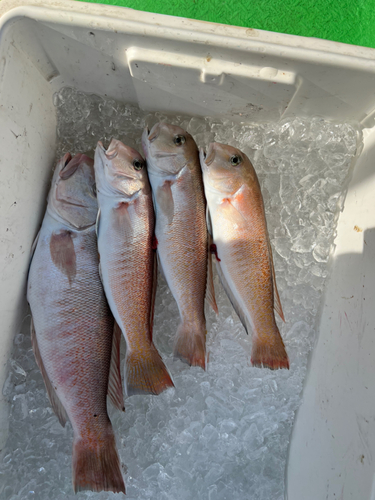 アマダイの釣果