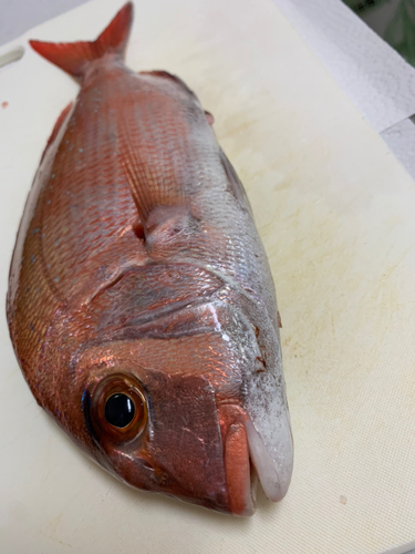 マダイの釣果