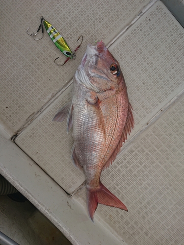 マダイの釣果