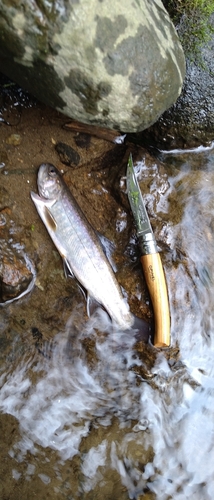 イワナの釣果